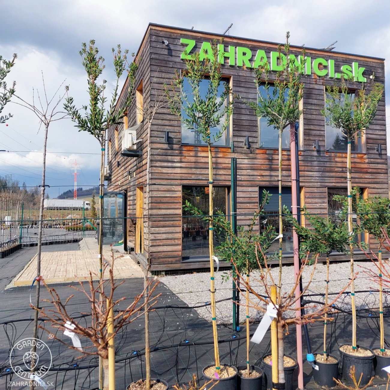 Obrázok Tyčinkovec (Callistemon citrinus) ´VIOLACEUS´ - výška 260-280 cm, kont. C15L - NA KMIENKU, ružový